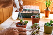 © Caterina Trimarchi - Mature man taking care of home flowers, planting green succulent in pot on the table and sprinkling  water on the plants. Home gardening.