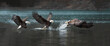 Bald Eagle catching a fish - sequence