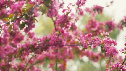 Poster - Close-up view of pink cherry blossom branches