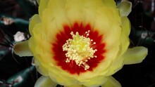 Time Lapse Footage Of Yellow Cactus Flowers Growing Blossom From Bud To Full Blossom, 4k Top View Video, Close Up B Roll Shot Zoom Out Then Zoom In Effect.