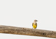 tine little bird on a wooden perch
