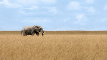 Lone African Elephant Walking In Savanna Grassland At Masai Mara National Reserve Kenya