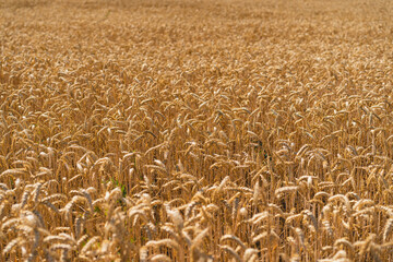 Wall Mural - Golden ripe ears of wheat. Wheat field. Ears of golden wheat close up. The concept of planting and harvesting a rich harvest. Rural landscape.