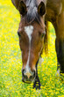 horse eating grass and yellow flowers