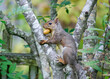 squirrel on a tree with nuts in his mouth 