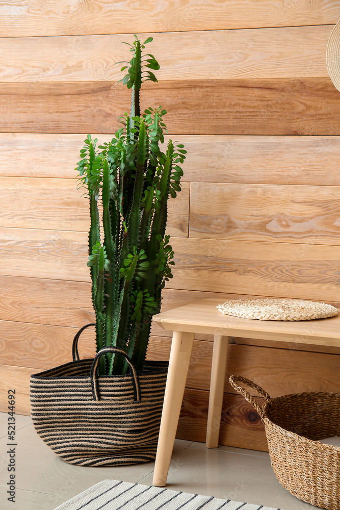 Big cactus, table and basket near wooden wall