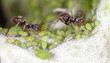 An ant grazes aphids on a tree leaf.