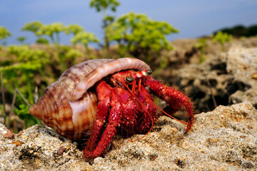 Poster - Großer Roter Einsiedlerkrebs // Red hermit crab (Dardanus calidus) - Pylos, Peloponnese, Greece