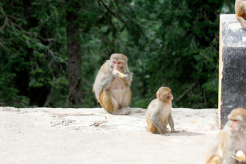 Monkey having food