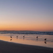 Long Billed Curlew's On The Shore Of A San Diego Beach At Sunrise. The Sky Is Orange As The Sun Comes Up.