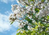 Fototapeta Na sufit - flowers blossom