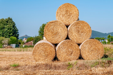 Wall Mural - Large stack of hay bales on a drought scorched field in the countryside of Bientina, Pisa, Italy