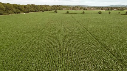 Sticker - Mid aspect aerial fly forward clip over an arable crop of maize in the English countryside