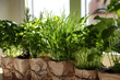 Different aromatic potted herbs near window indoors, closeup