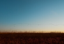A Flock Cormorants Flying During Sunrise On Kinburn Spit,  Mykolaiv Oblast, Ukraine.