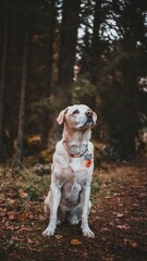 Canvas Print - Closeup of Labrador retriever dog in collar with an addressee sitting in forest among the trees