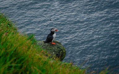 close-up of a puffin, atlantic puffin, puffin, fratercula artica. the common puffin is a species of 