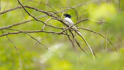 Wall Mural - An Indian paradise flycatcher on tree branch with beautiful long white tail on blurry background