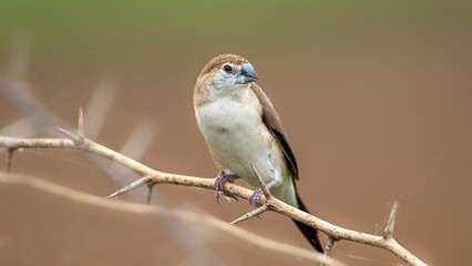 Wall Mural - Selective focus shot of brown Indian silverbills bird perching on branch on blurry background
