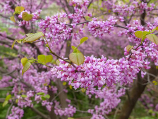 Sticker - pink flowers blooming