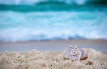 Big sea shell on the sand on the beach with blur big sea wave in background, close up