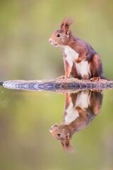 Sticker - Closeup of a red squirrel reflected on the water surface. Sciurus vulgaris.