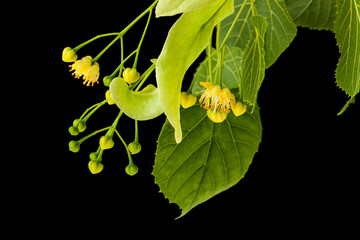 Canvas Print - Linden flowers isolated on black background.