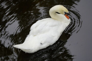 Wall Mural - Mute swan male (Cygnus olor) Anatidae family,  at Stöcken Cemetery, Hanover, Germany.