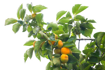 Wall Mural - Persimmons in the branch isolated on white background.