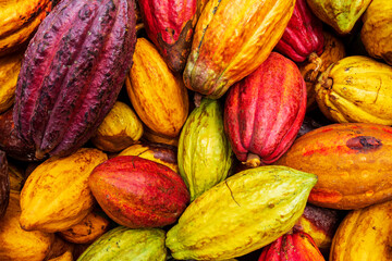 Aubergine, green, yellow and red colored cacao pods being harvest.