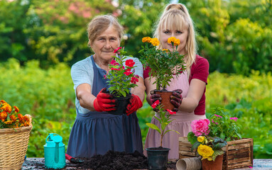 Women grandmother and granddaughter are planting flowers in the garden. Selective focus.