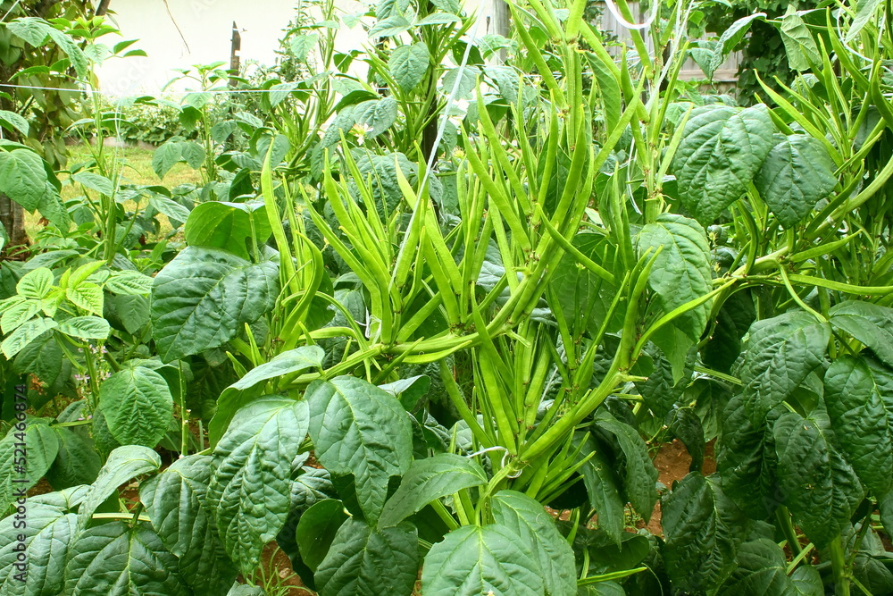 garden fresh indian vegetable green cluster beans or guar beans also known  in india as guwar,guvar bean,guar bean on plant in garden selective focus  Stock Photo | Adobe Stock