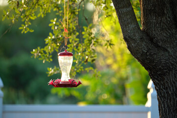 Feeder for birds and squirrels hanging on tree branch in park or backyard. Love and care about animals concept