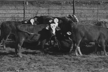 Wall Mural - Beef industry shows cows in pen on farm or ranch closeup in black and white.