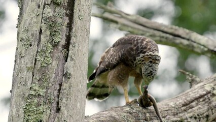 Poster - Crested serpent eagle (Spilornis cheela) with a snake skill