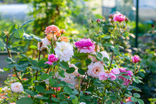 English Roses Of Different Colors In The Garden. Peach And Pink Roses On Flowerbed. Rose Garden