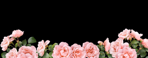 Wall Mural - Floral banner, header with copy space. Pink roses isolated on black background. Natural flowers wallpaper or greeting card.