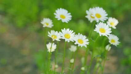 Wall Mural - Chamomile sway in wind. Wild white wildflowers that sway blowing in the gentle breeze. Slow motion.