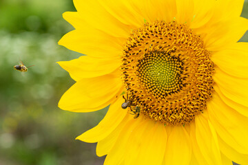 Wall Mural - sunflower and bees collecting pollen, another bee flying to flower