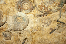 Fossils Of The Small Promicroceras And Large Asteroceras Ammonites Found In Atlantic Ocean Near The Shores Of Northern Ireland