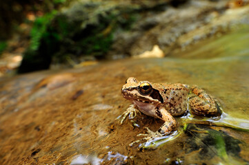 Wall Mural - Griechischer Frosch // Greek stream frog (Rana graeca) - Peloponnes, Griechenland