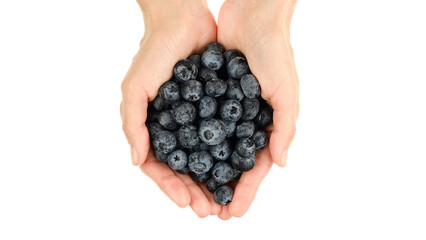 Poster - Female hands hold fresh blueberries, isolated on white background