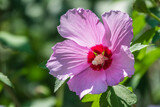 Fototapeta Kwiaty - Pink flowers of Hibiscus moscheutos plant close-up. Hibiscus moscheutos, swamp hibiscus,