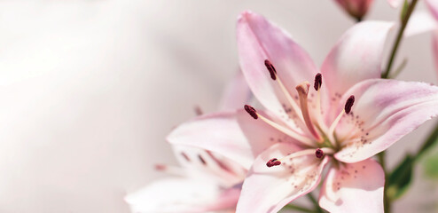 Wall Mural - Beautiful delicate pink lily flower with text space, selective focus. High quality photo