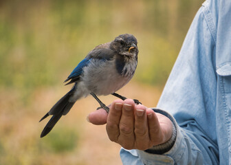 Wall Mural - bird on a hand