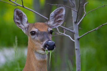 Wall Mural - Closeup shot of a Deer eating grass