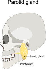 Wall Mural - Humans skull with salivary gland and parotid duct.