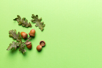 Wall Mural - Branch with green oak tree leaves and acorns on colored background, close up top view