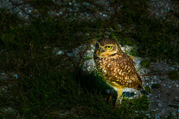 An owl at the beach of the lake at Araruama town, State of Rio de Janeiro, Brazil. Taken with Nikon D7100 18-200 lens, at 200mm, 1/320 f 10 ISO 125.