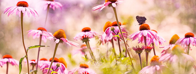 Sticker - The panoramic view - garden echinacea flowers close up